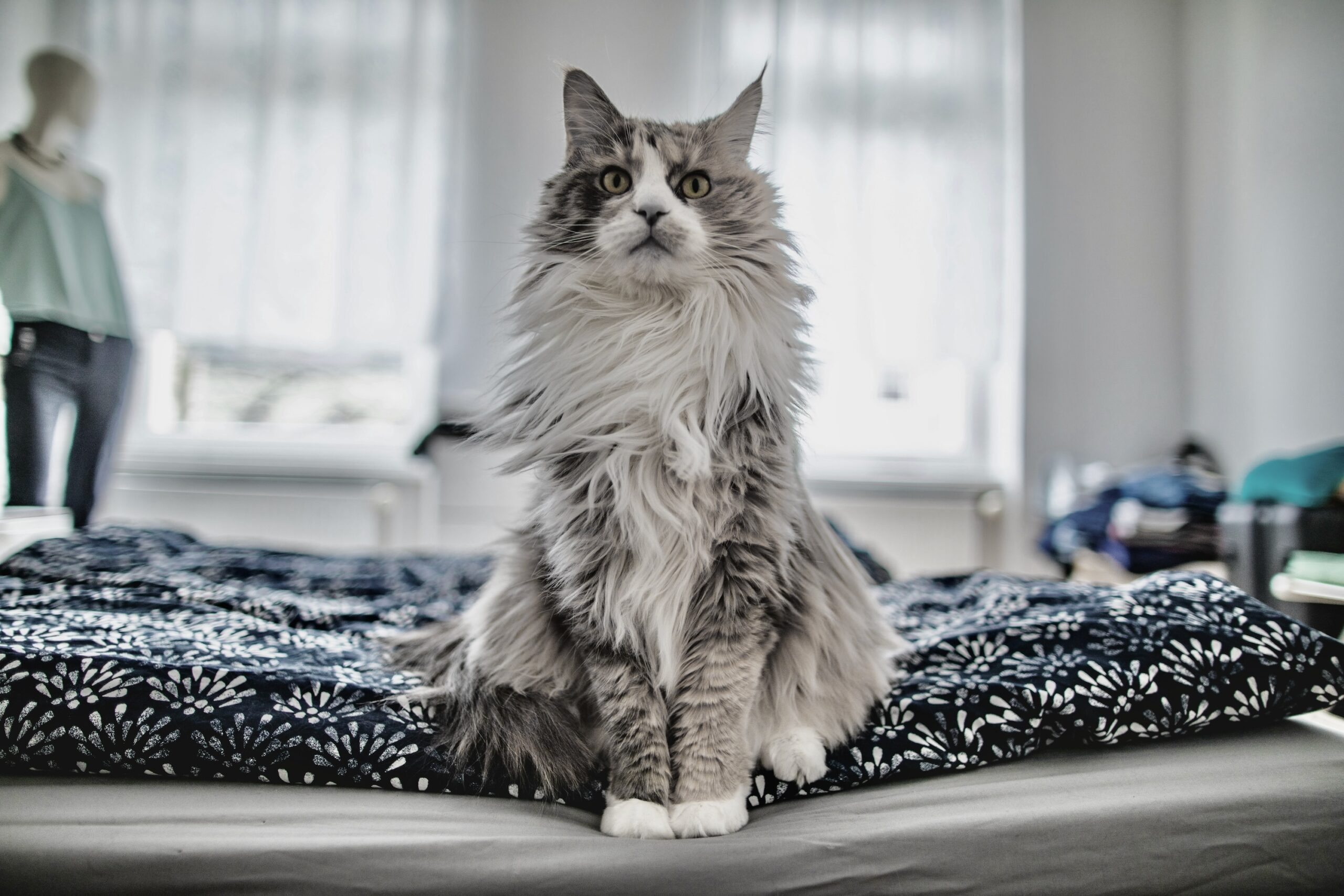 Long hair calico cat sitting inside on bed