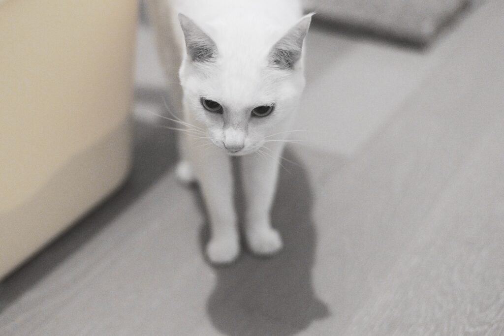 White cat inside standing on wooden floor